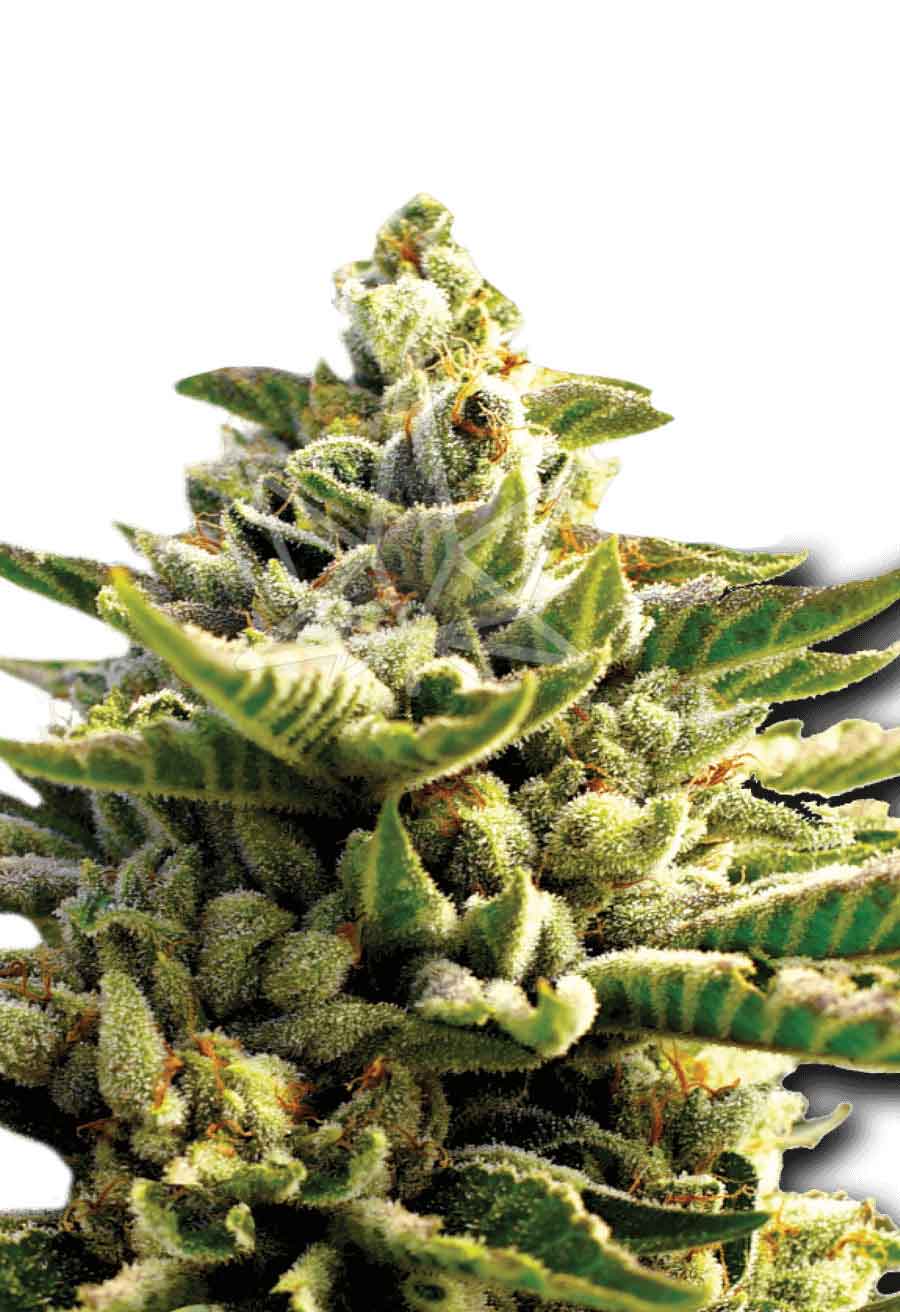 Super OG Kush Feminized Seeds