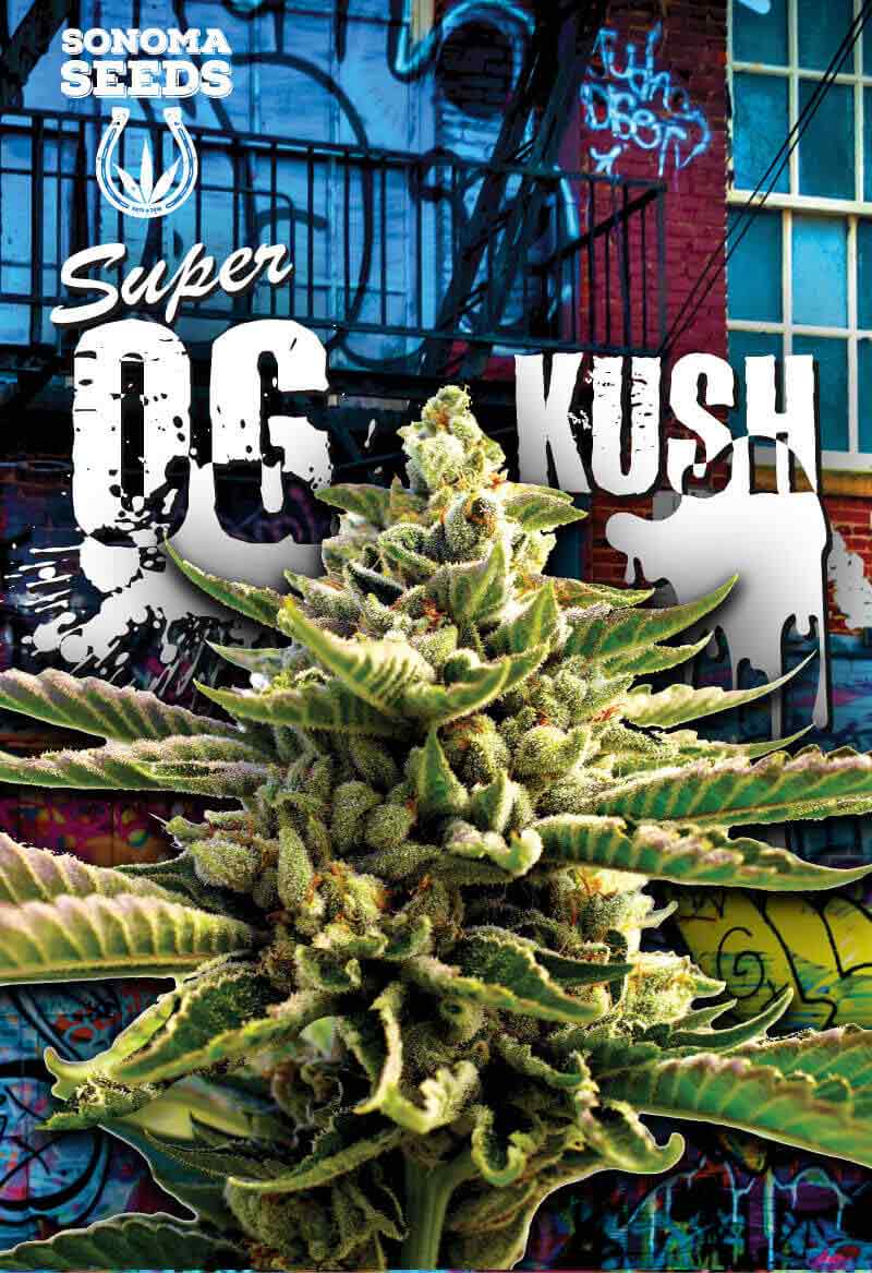 Super OG Kush Feminized Seeds
