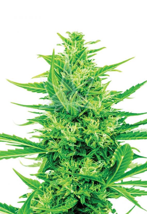 Super Silver Haze CBD Cannabis Seeds