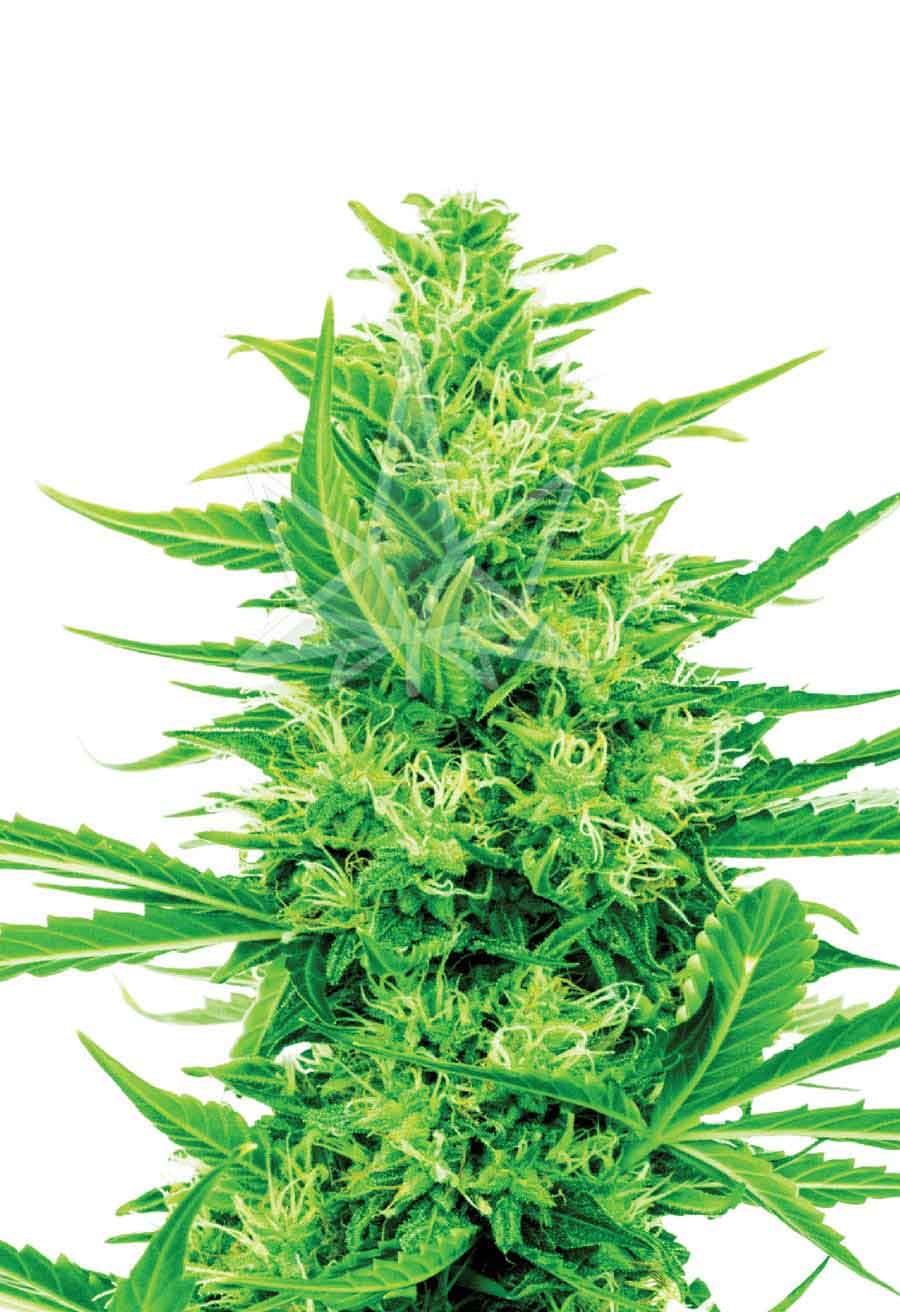 Super Silver Haze Cbd Seeds Opt 1