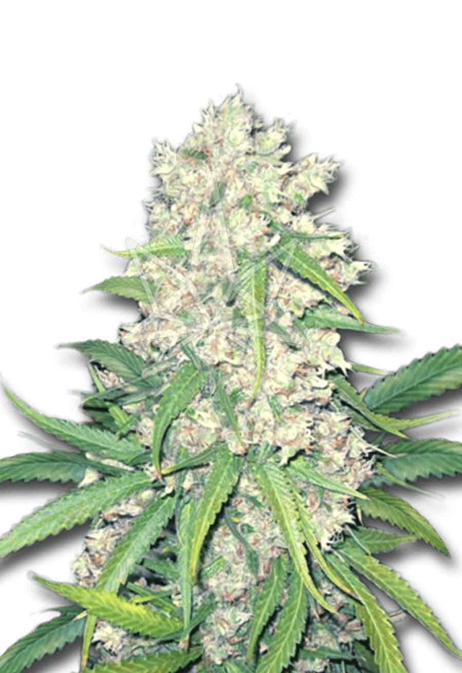 Super Silver Haze Feminized Seeds