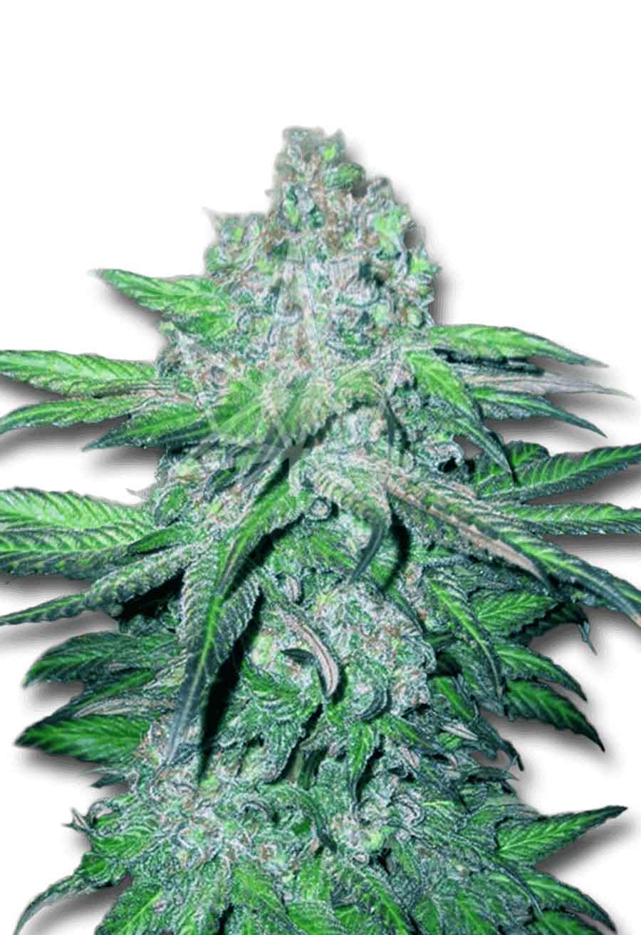 Train Wreck Autoflower Seeds