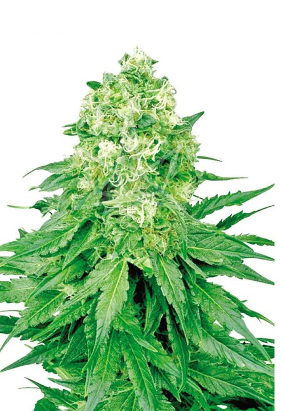 White Banner Feminized Marijuana Seeds