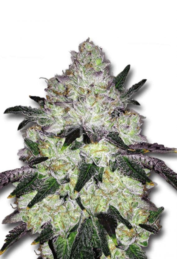 White Cookies Feminized Marijuana Seeds