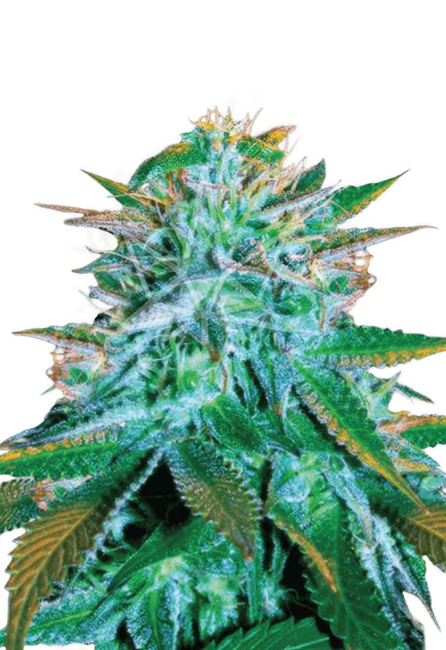 White Widow Autoflower Seeds