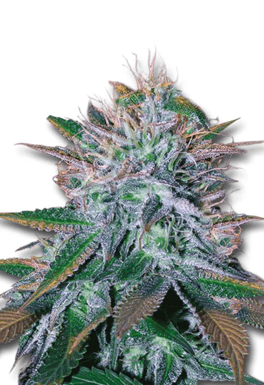 White Widow Autoflower Seeds