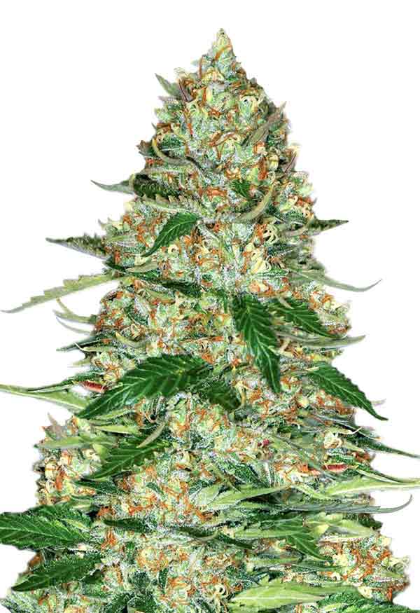 Sunwestgenetics CherryPie Opt 1