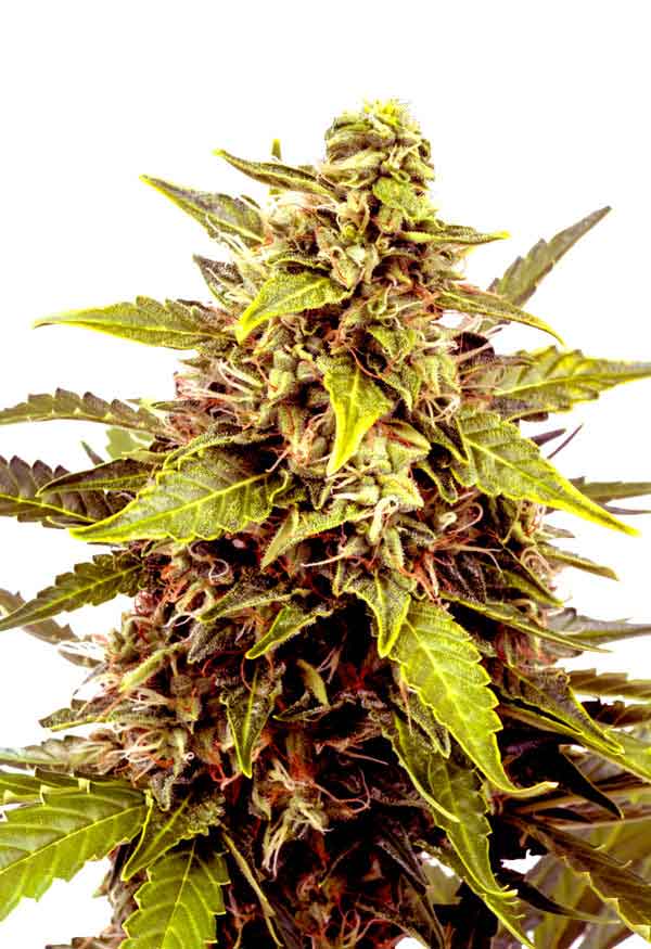 Sunwestgenetics JuicyFruit Opt 1