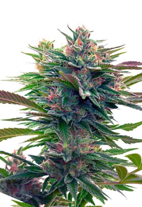 Lavender Feminized Marijuana Seeds