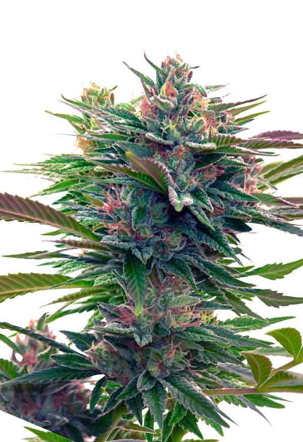 Lavender Feminized Seeds