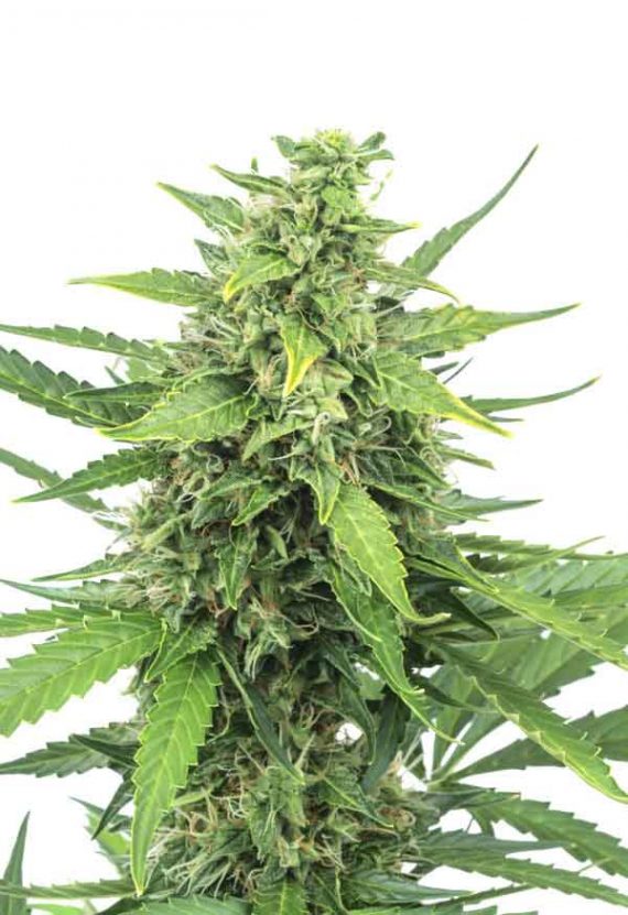 Pineapple Express Autoflowering Marijuana Seeds