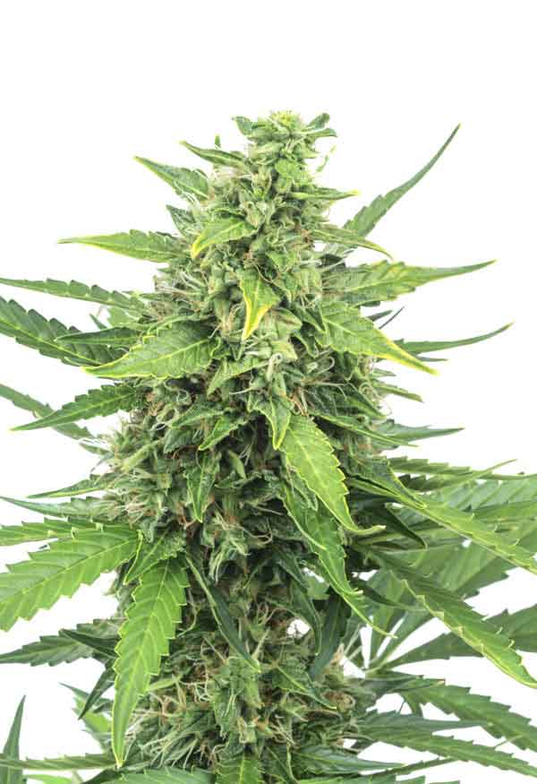 Sunwestgenetics PineappleExpress Opt 1