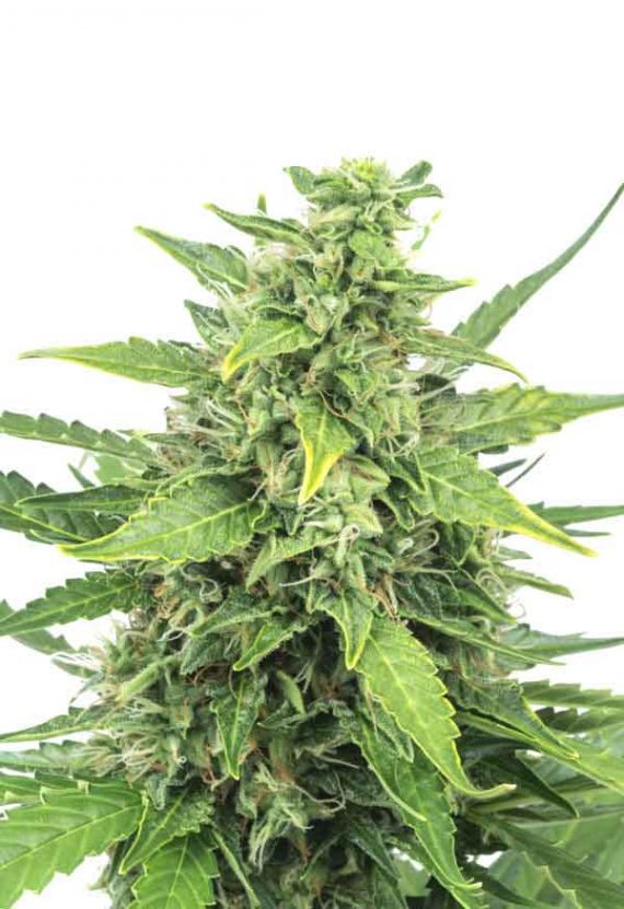 Agent Orange Feminized Marijuana Seeds