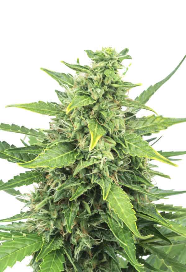 Sunwestgenetics Agent Orange Opt 1