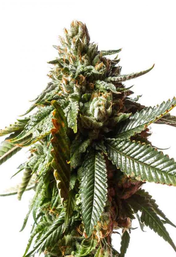 Sunwest Genetics Critical Mass Feminized Seeds