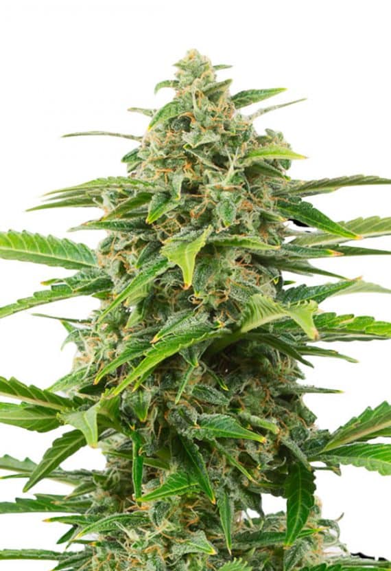 Power Plant Feminized Marijuana Seeds