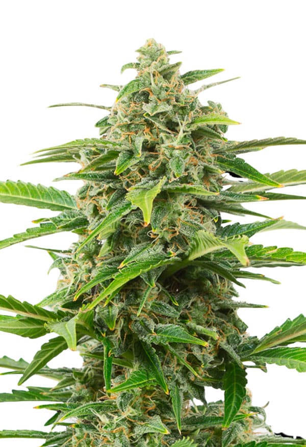 Powerplant Feminized Seeds
