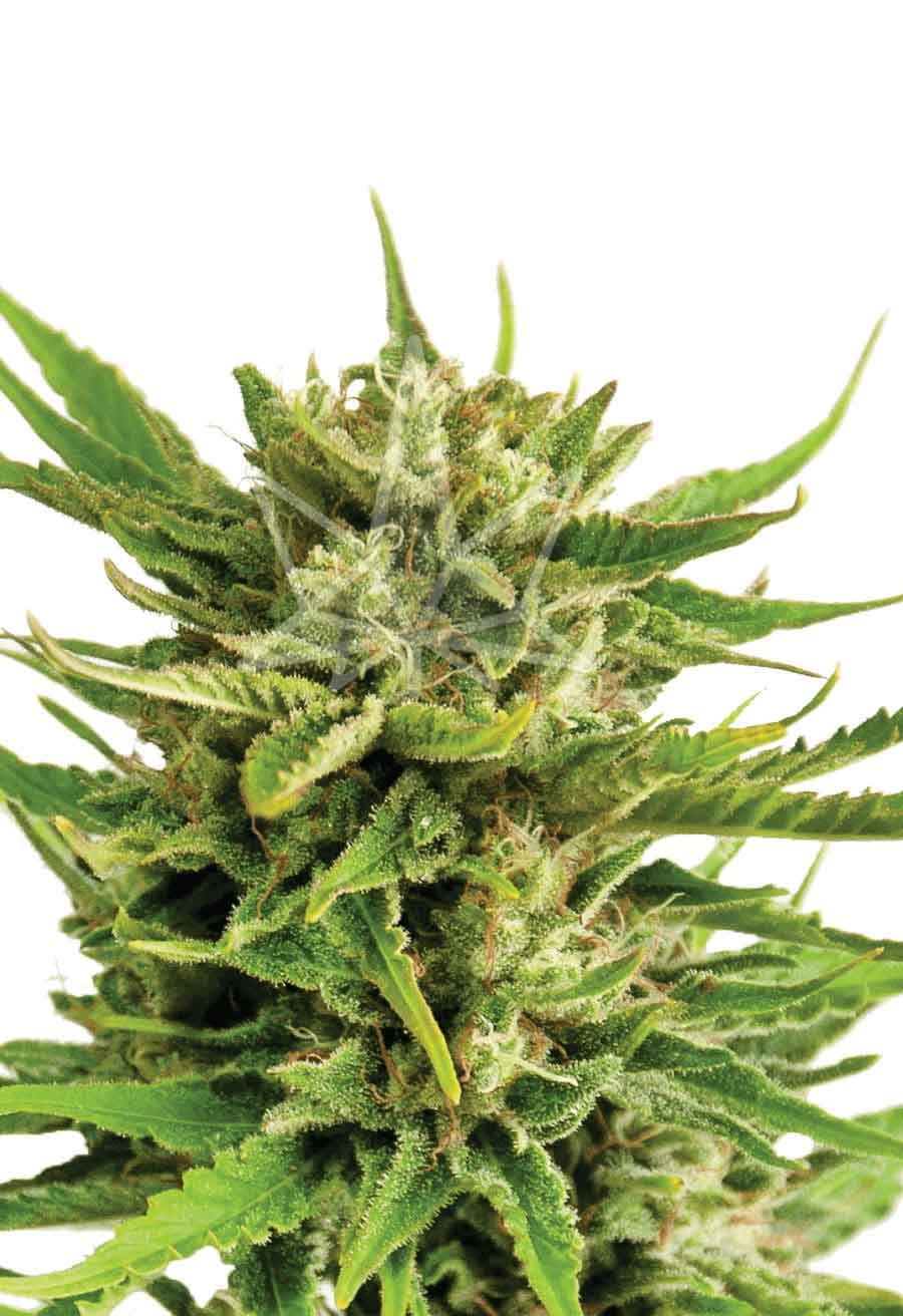 Sweet Tooth AutoFlowering Seeds