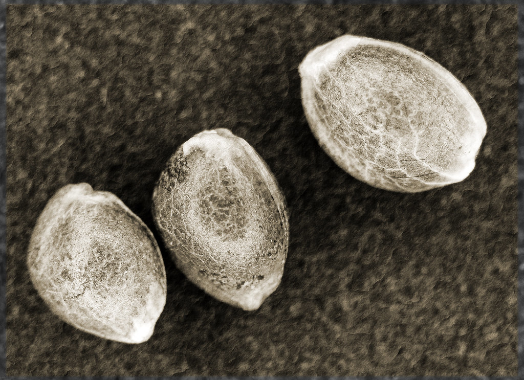 As Tiny as a Seed, as Big as a Dream: The Untamed Potential of the Cannabis Seeds Business Market