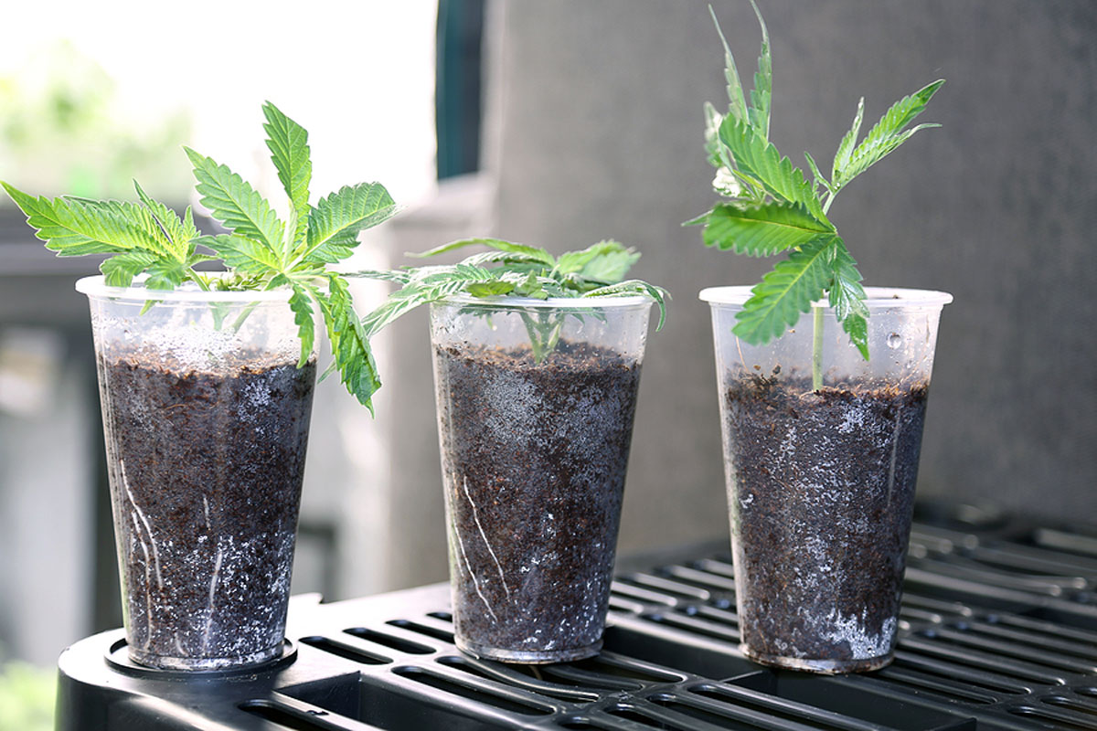 How Garden Center Owners Can Benefit from Selling Cannabis Seeds in 5 Little-Known Ways