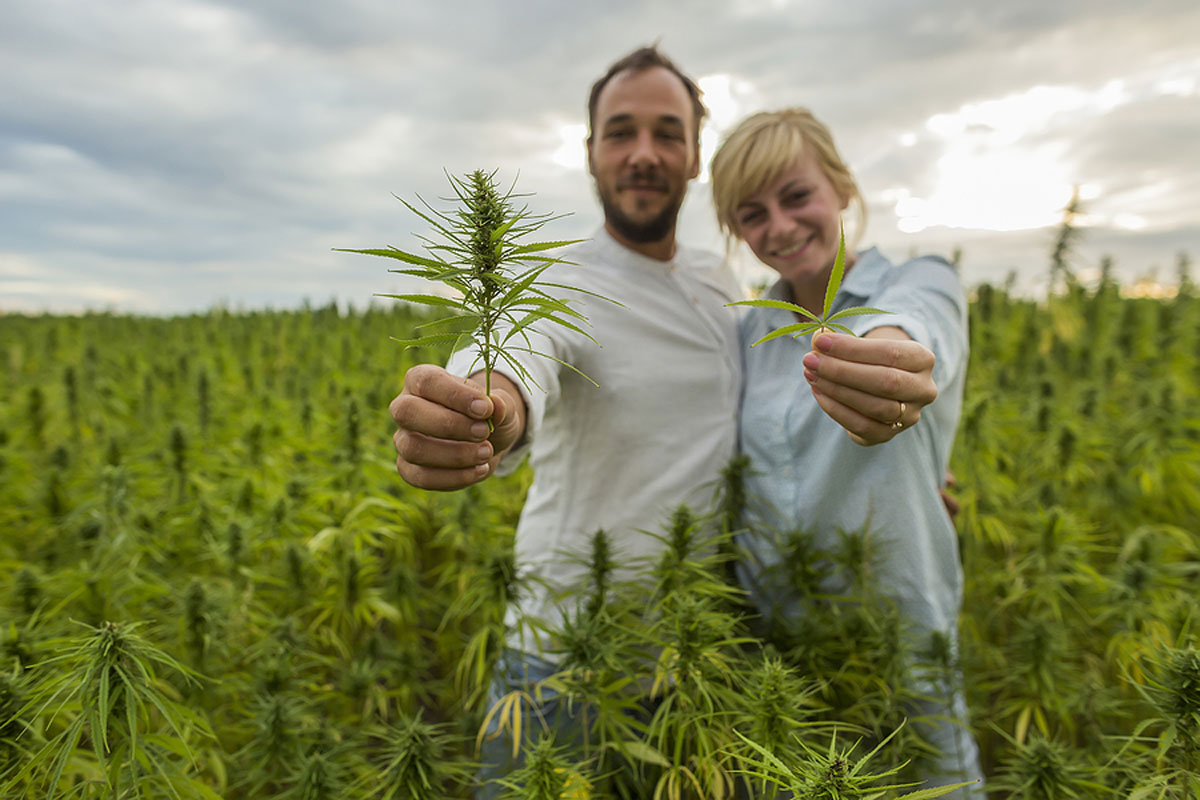 Sex Toys Store & Cannabis Seeds for Sale: The Promising Combo of Sexual Life Enhancement & Growing Weed = Budding Profits for Business Owners