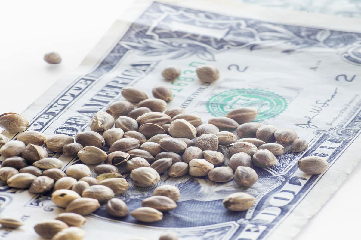 Top 3 Amazing Reasons Why Customers Buy Cannabis Seeds