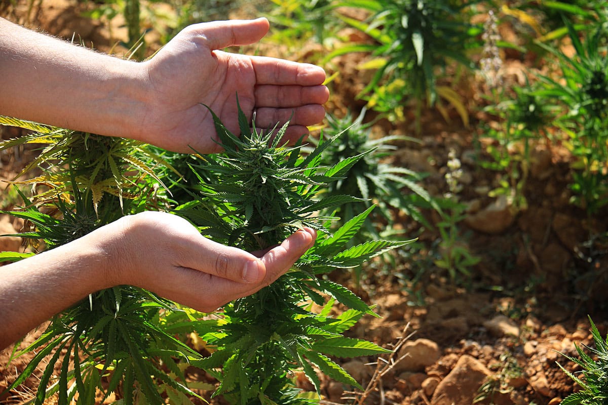 Marijuana Gardening Know How: Best Tips to Help Garden Center Owners Maximize Cannabis Seeds Sales