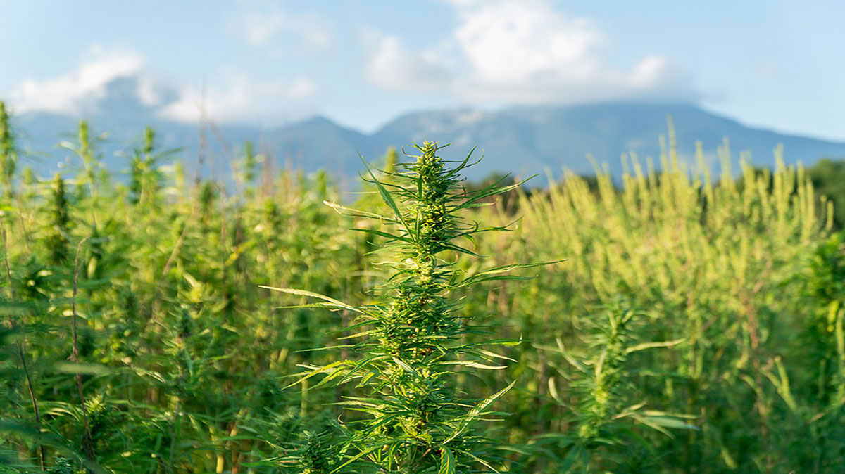 Growing Cannabis from Seeds: The Very Foundation of the Booming Cannabis Industry