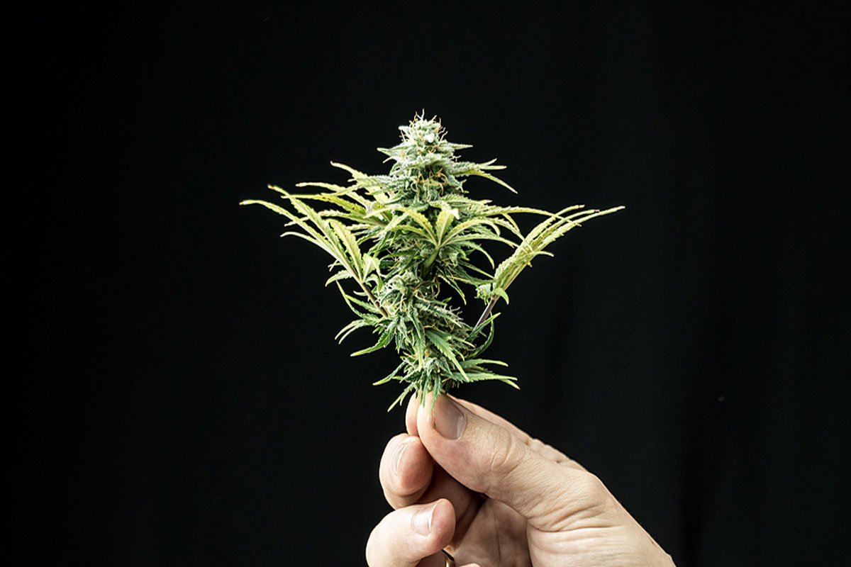Can Selling Cannabis Seeds Bring a Steady Income to Retail Store Owners?
