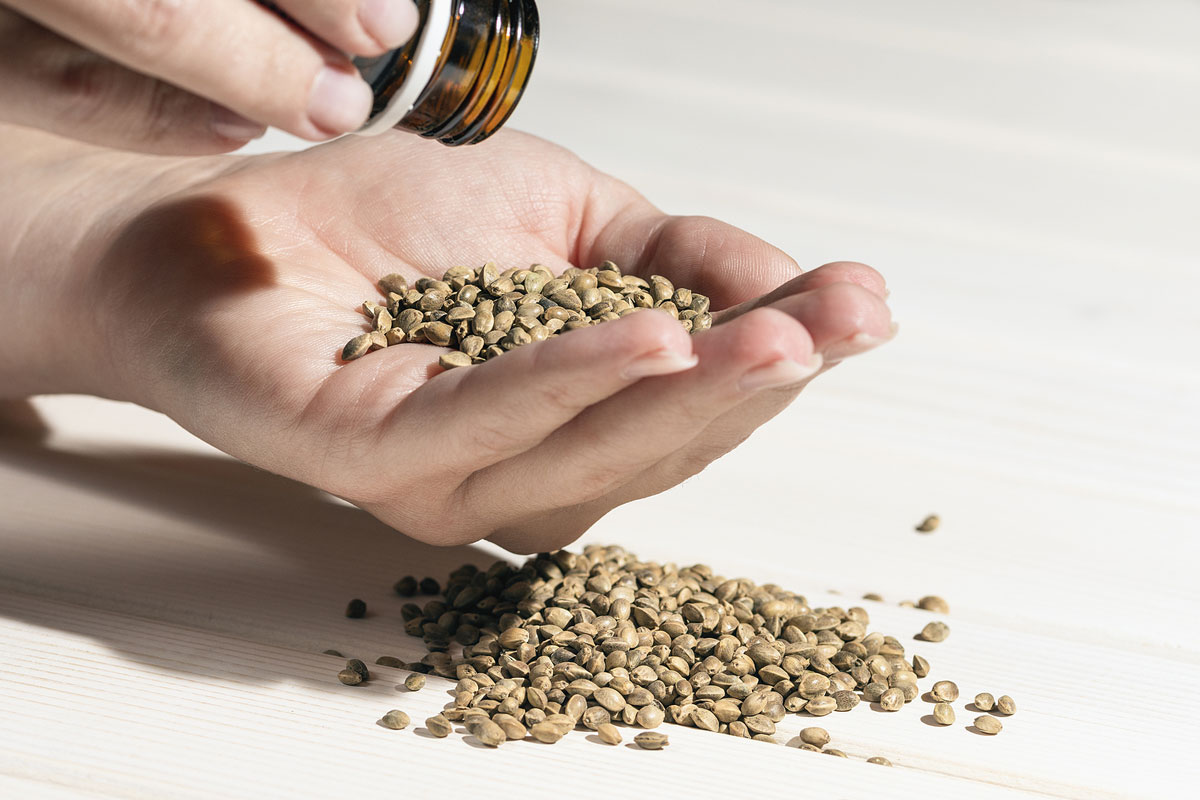Cannabis Seeds Hitting The Shelves