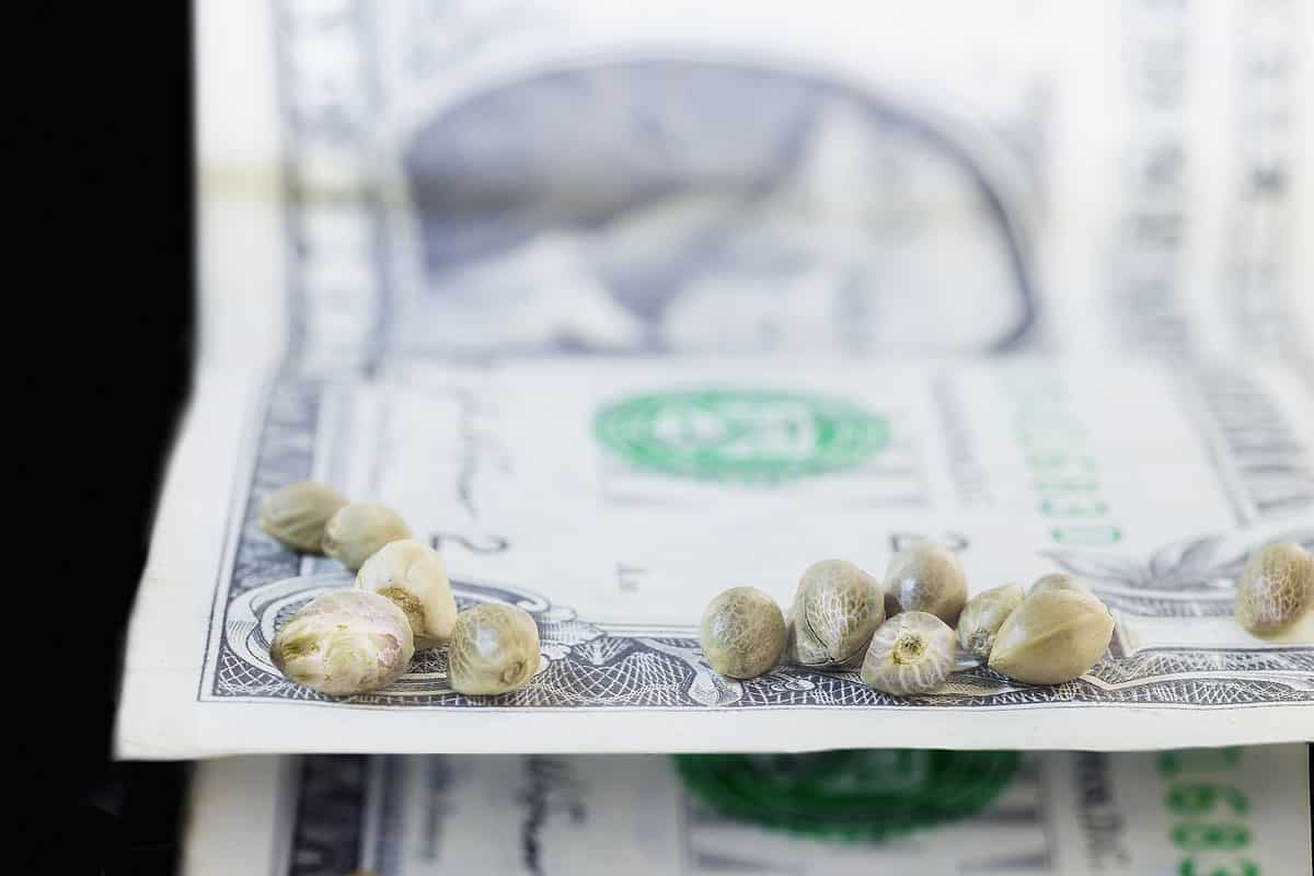 CBD Cannabis Seeds Business in Canada: 3 Tips to Help Cannabis Seeds Retailers Make the Most from the CBD Fever