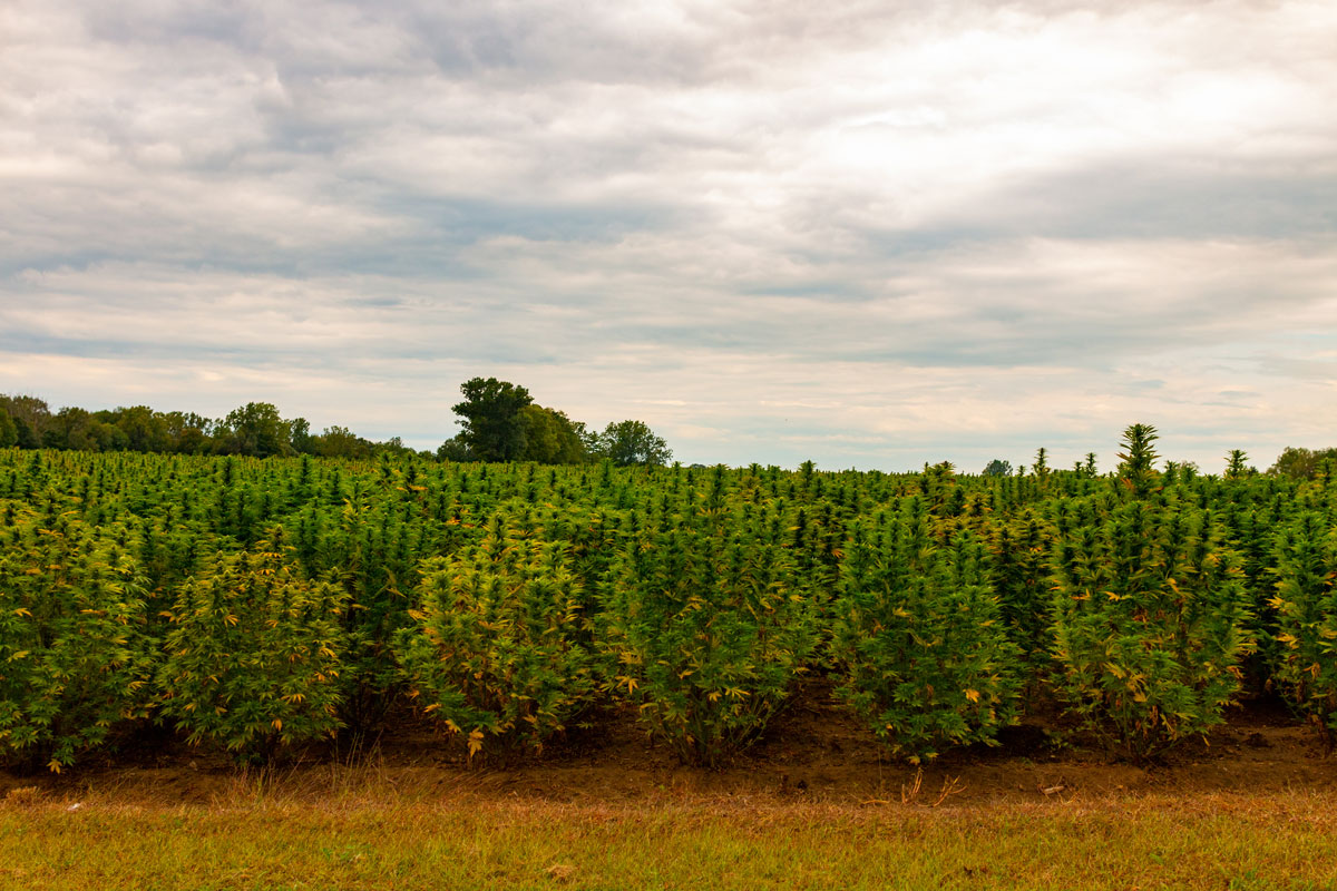 Are Cannabis Seeds Sales in Canada Bound to Exceed Experts’ Bravest Expectations?