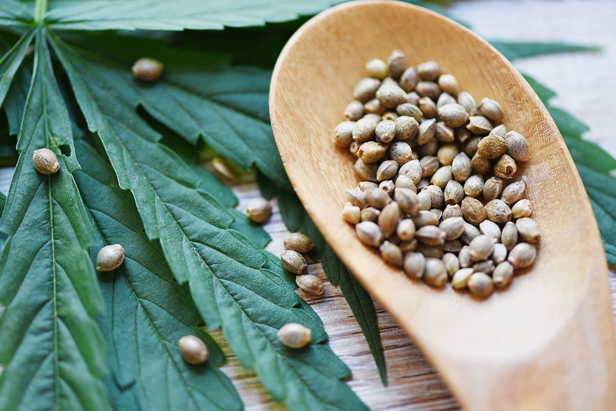 Cannabis Seeds and Hydroponics are Best Friends Forever