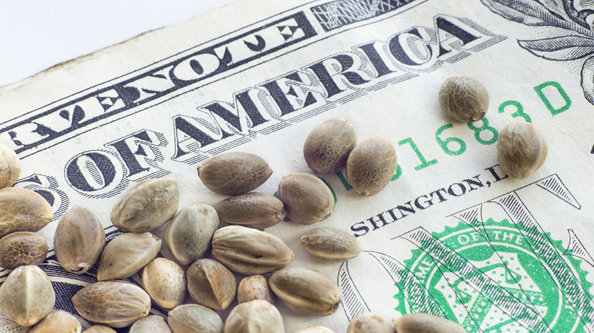 Understanding Cannabis Seeds Basics to Boost Sales: Top 6 Tips for Business Owners