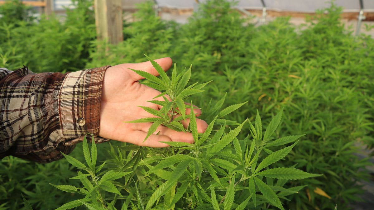 Cannabis Seeds for Sale in your Garden Store