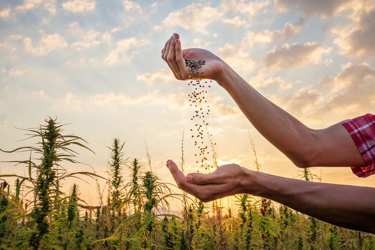How to Sell Cannabis Seeds in your Garden Center the Best Way