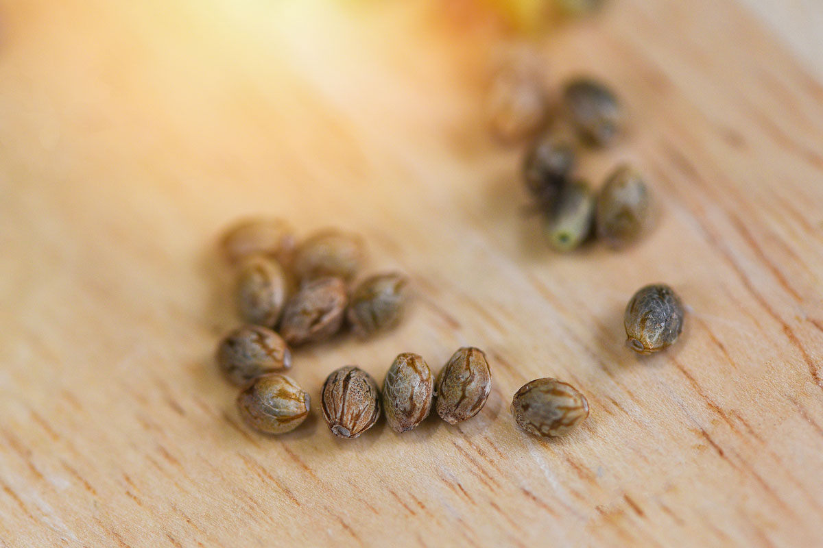 Selling Cannabis Seeds in your Head Shop as Part of the Generational Cultural Shift in Cannabis Acceptance