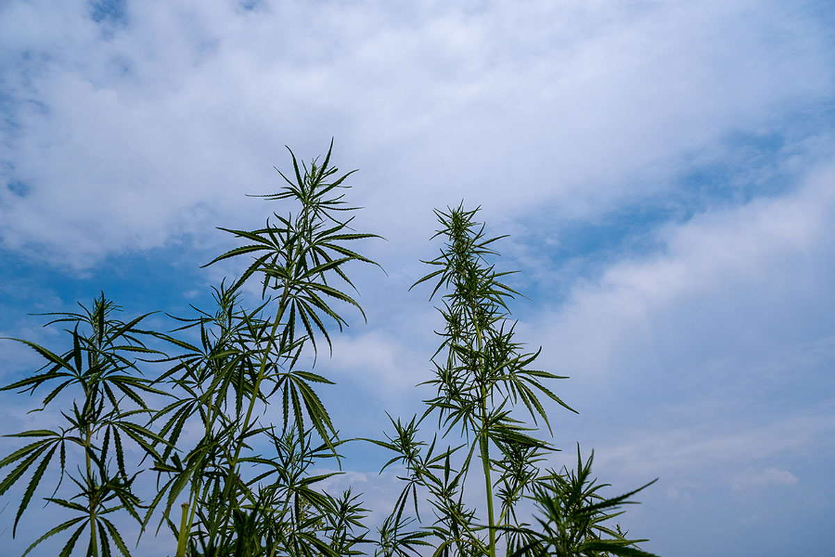 Is your Adult Store Making the Most from the Cannabis Sexual Revolution of the Future?