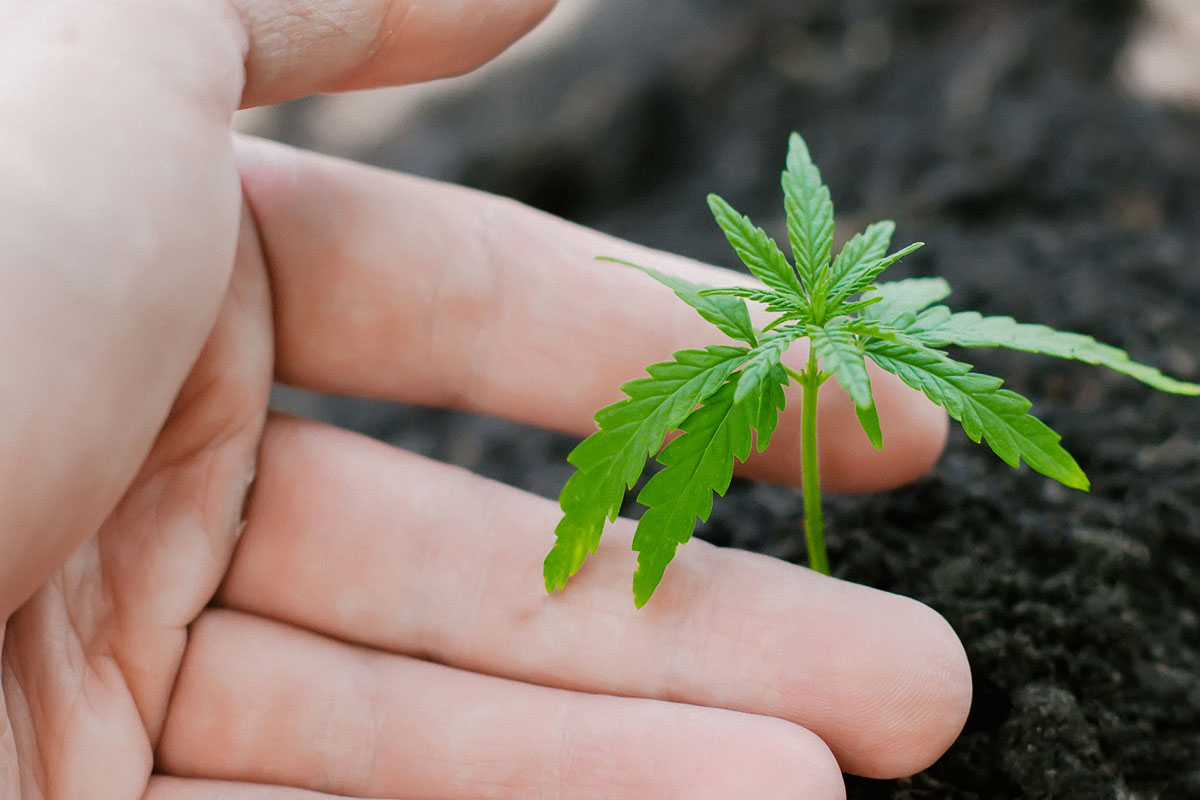 How to Choose the Best Cannabis Seeds to Sell in your Hardware Store?