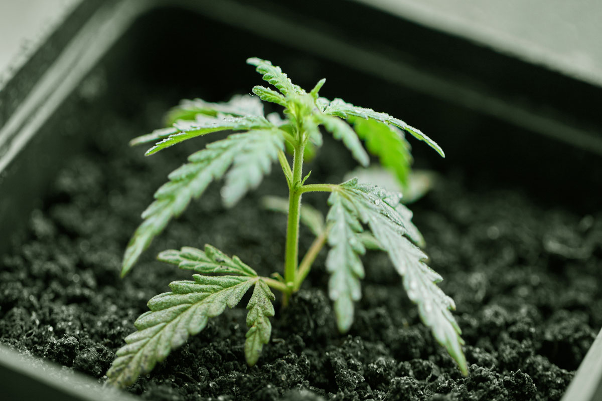 Cost Effectiveness Of Growing Cannabis