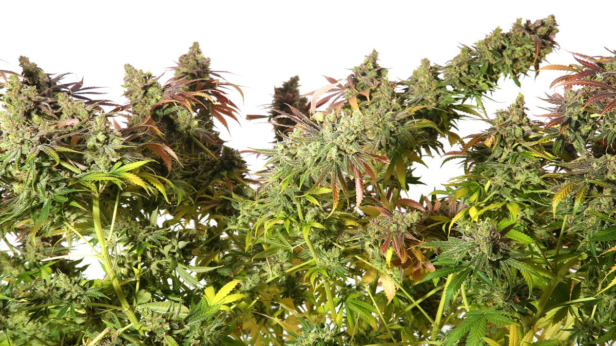 What Cannabis Retailers Need to Know about Feminized Cannabis Seeds