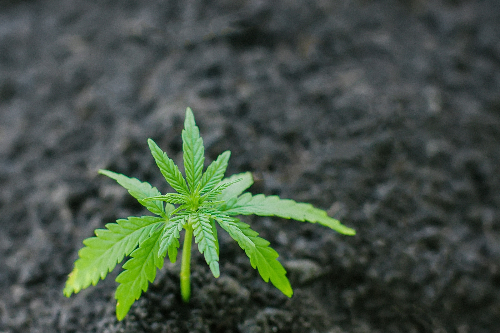 8 Incredible Benefits of Growing Cannabis from Seeds
