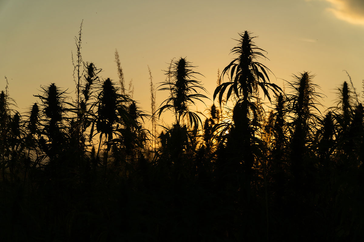 Hardware Store Sell Cannabis Seeds