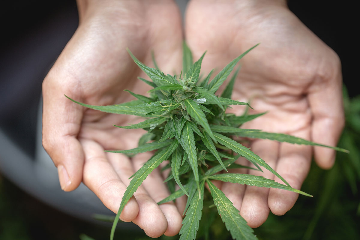 Cannabis Use Makes Up for a Healthier Intimate Life: Is your Sex Store Catching Up by Selling Cannabis Seeds?