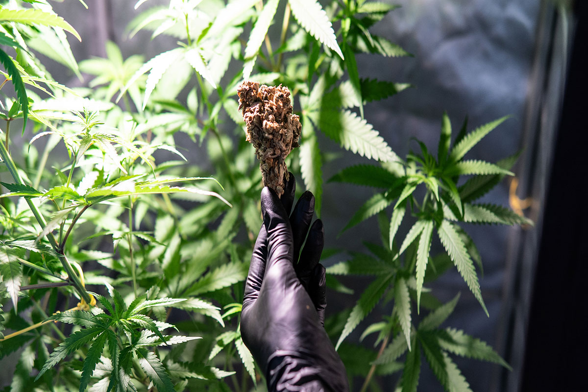 How to Discern between High-Quality Cannabis Seeds and Low-Quality Cannabis Seeds