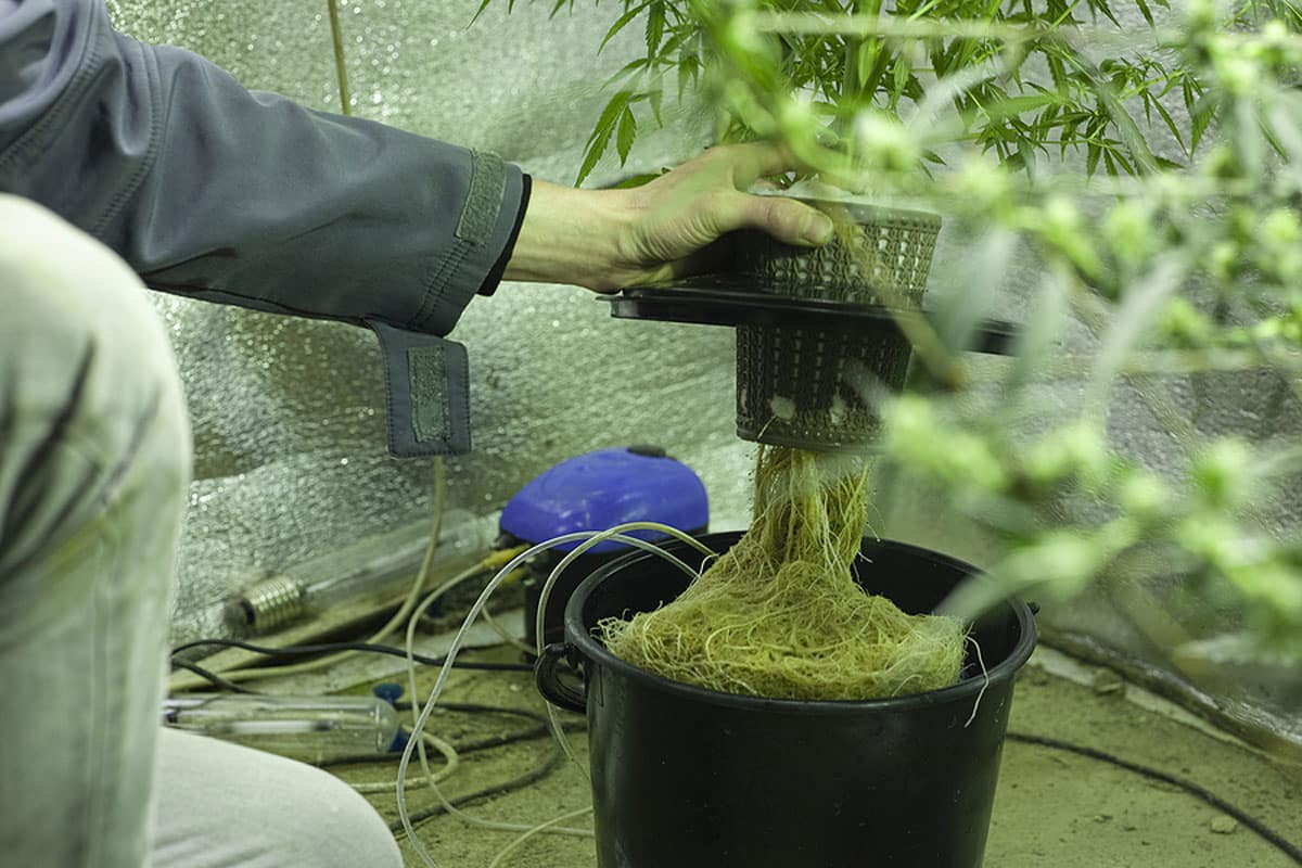 Hydroponic Cannabis