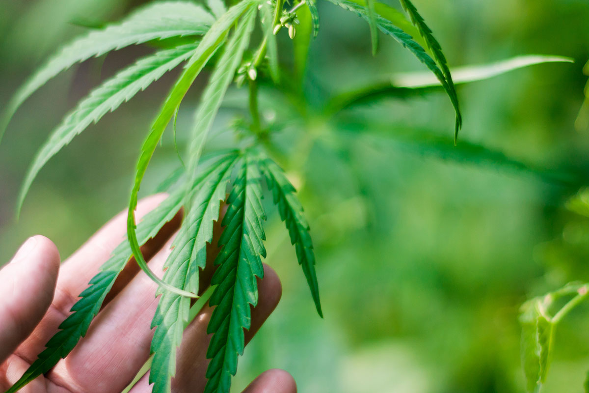 Is there a Shortage of Marijuana Seeds Supply in Canada