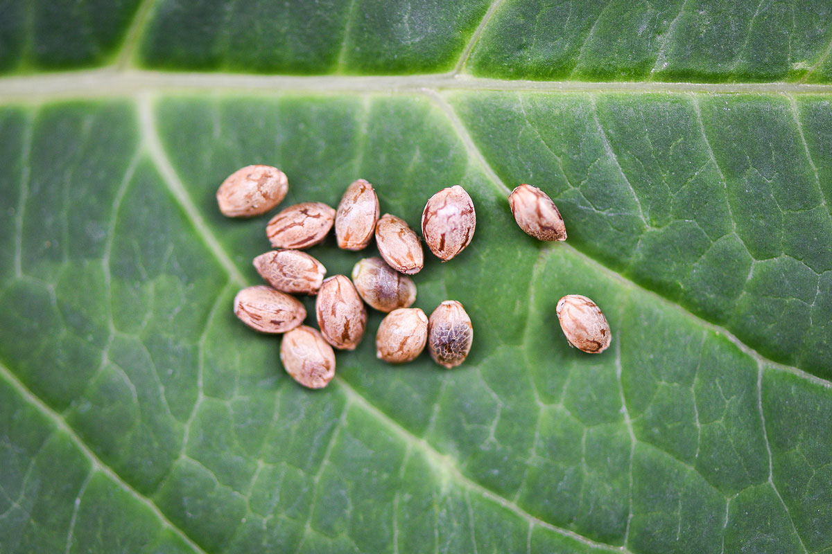 Top 4 Reasons Why Marijuana Dispensaries Should Sell Cannabis Seeds