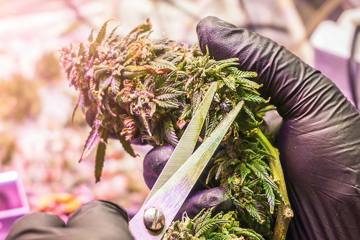 Mix and Match Cannabis Seeds: The Secrets of Keeping your Customers Coming Back for More