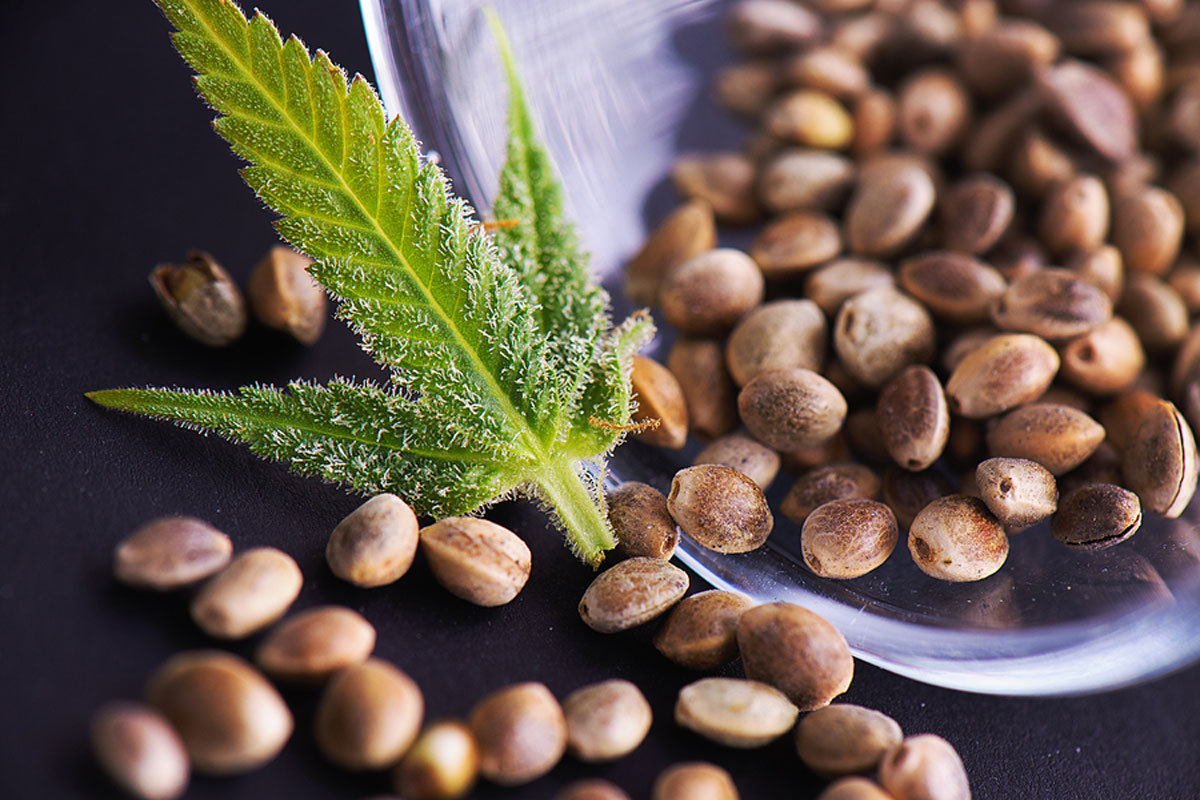How to Select the Most Profitable Sativa Cannabis Seeds for your Marijuana Business to Flourish